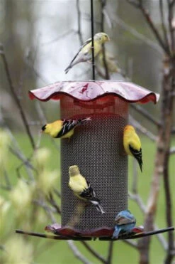 Forever Thistle Feeder-1 Qt -Bird Products Store BC FF214A 539e427c 7037 4d3a 929f 9e88aa8283c0