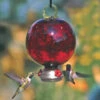 Dew Drop Ruby Red Hummingbird Feeder 1 Dew Drop Ruby Red Hummingbird Feeder -Bird Products Store Dew Drop Hummingbird feeder giftset
