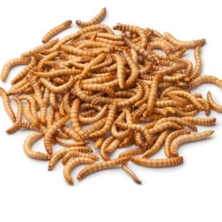 Live Mealworms-Bulk Options