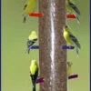 Super Rainbow Finch Feeder -Bird Products Store SRFF
