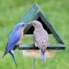 Staked Bluebird Feeder -Bird Products Store Staked Bluebird Feeder