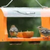 Recycled Fruit & Jelly Oriole Feeder -Bird Products Store octet stream 411e1224 6288 4dea 81a4 0a9fac0da9b8