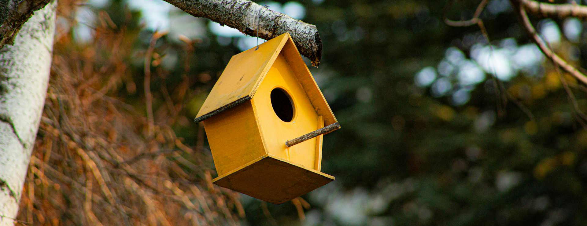 Bird Products Store -Bird Products Store pexels ahmet kaya 2150270209 32147608