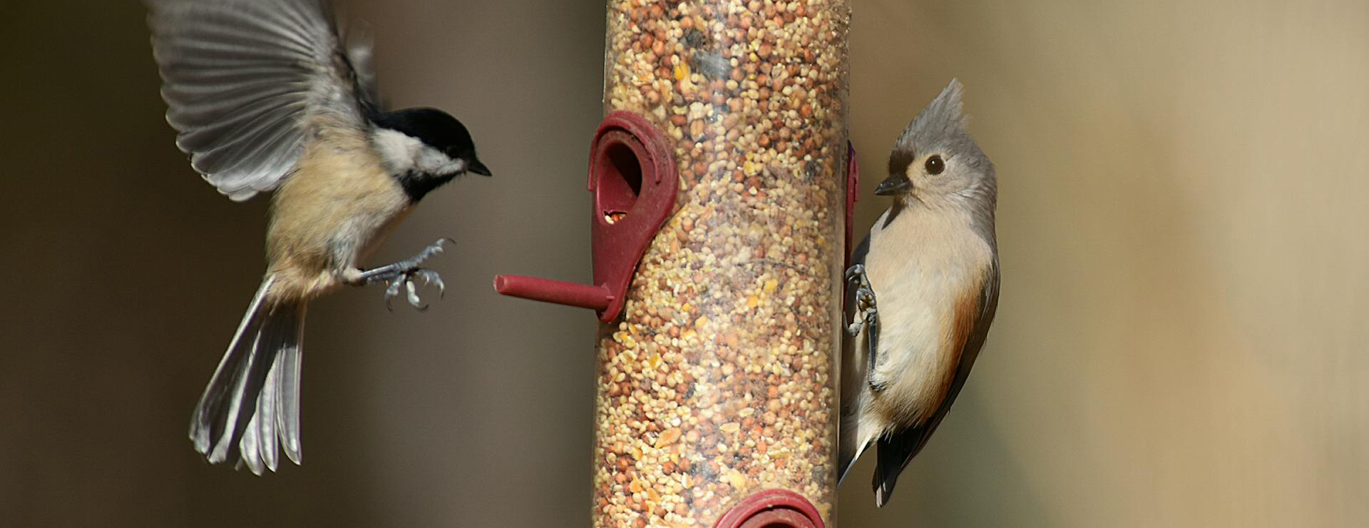 Bird Products Store -Bird Products Store pexels jay brand 1763356224 29380047